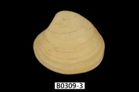 藏品(日本黃文蛤)的圖片